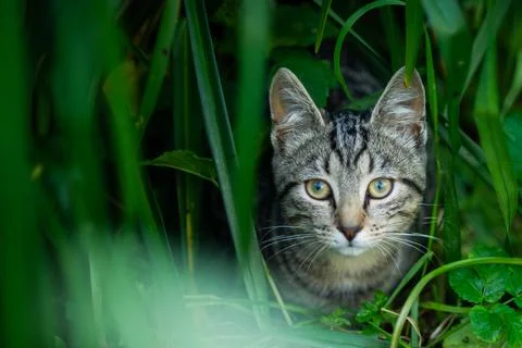 Cat cute abstract background Foto stock