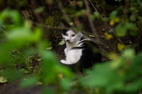 Cat cute abstract background Foto stock