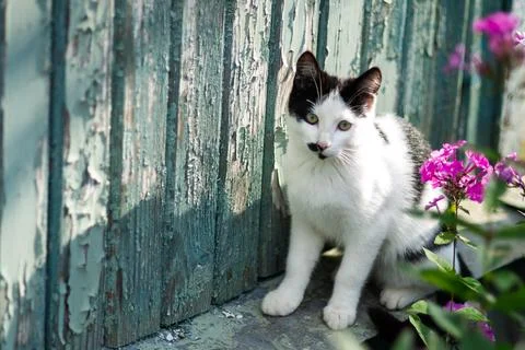 Cat cute abstract background Foto stock