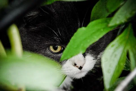 Cat cute abstract background 库存照片