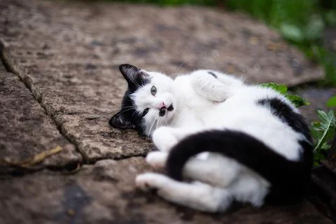 Cat cute abstract background Stock Photos