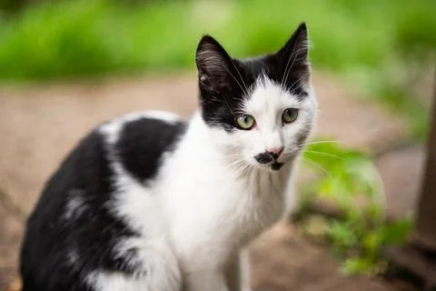 Cat cute abstract background Stock Photos