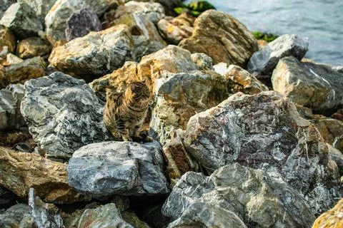 Cat cute abstract background Stock Photos