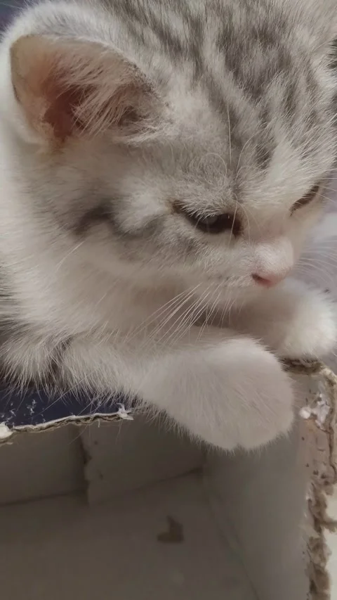 Cat Cute Stock Footage 288281176