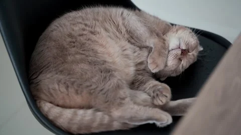 Cat Cute little red kitten sleeps sleeping cat.... Stock Footage 307292395
