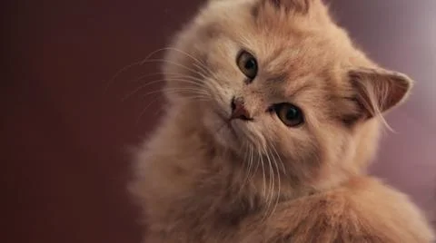 A cat cute Stock Photos