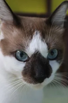 Cat cute Stock Photos