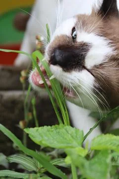 Cat cute Stock Photos