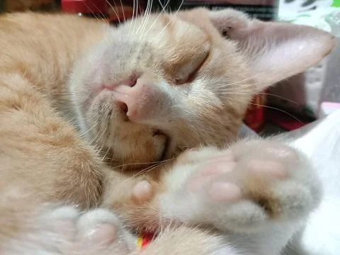 Cat Cute Stock Photos