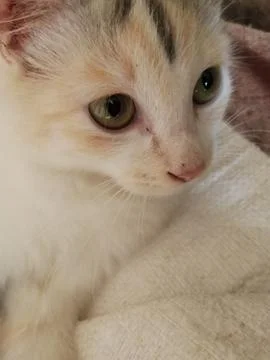Cat cute Stockfoto's