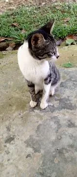 A cat in a cute style Stock Photos