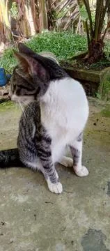 A cat in a cute style Stock Photos