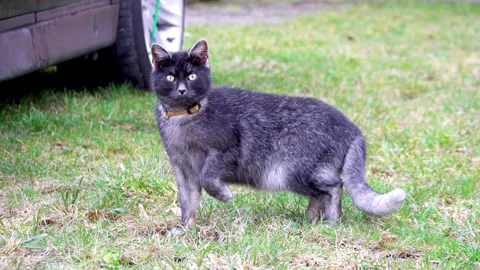 The cat cuts while observing the photographer from a safe distance Stock Footage 267444970