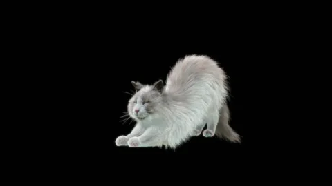 Cat Dance,With Alpha matte. Stock Footage 134727224