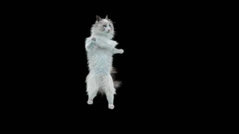Cat Dance,With Alpha matte. Stock Footage