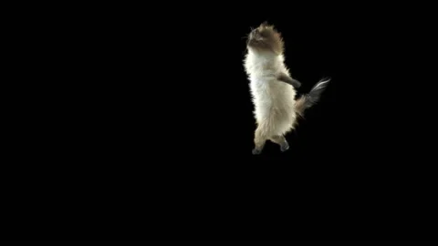 Cat Dance,With Alpha matte. 스톡 동영상 138897617