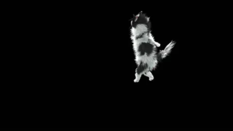 Cat Dance,With Alpha matte. Vídeo Stock 138897623