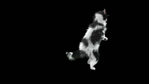 Cat Dance,With Alpha matte. Stock Footage 139070713