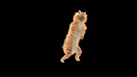 Cat Dance,With Alpha matte. 库存影片 139070858