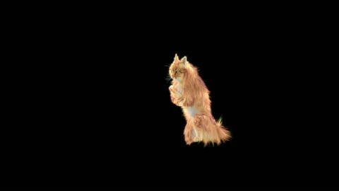 Cat Dance,With Alpha matte. Stock Footage 139106811