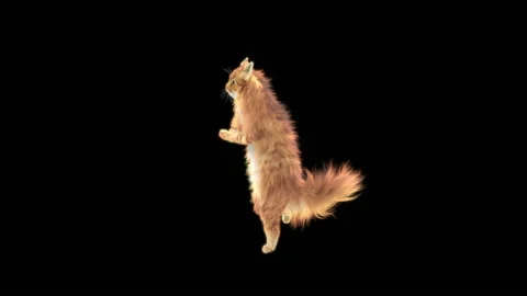 Cat Dance,With Alpha matte. Stock Footage 139646644
