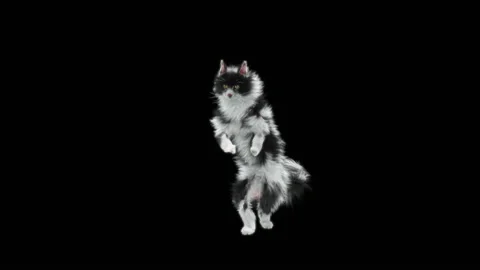 Cat Dance,With Alpha matte. Stock Footage 139768909