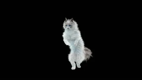 Cat Dance,With Alpha matte. Stock Footage 139769470
