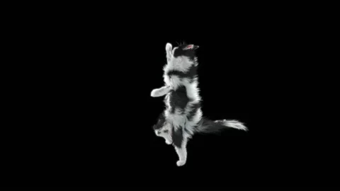 Cat Dance,With Alpha matte. Stockbeeldmateriaal 141001152