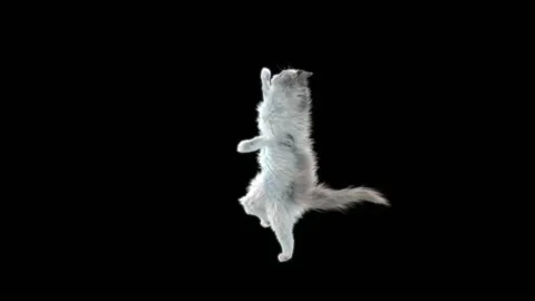 Cat Dance,With Alpha matte. Stockbeeldmateriaal 141002034