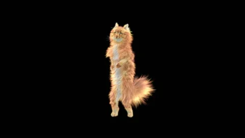 Cat Dance,With Alpha matte. Stock Footage 141284839