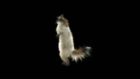 Cat Dance,With Alpha matte. Stockbeeldmateriaal 141285028