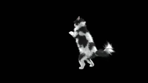 Cat Dance,With Alpha matte. 库存影片 141939803