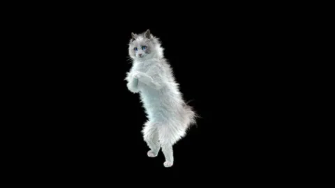 Cat Dance,With Alpha matte. Stock Footage 141940330