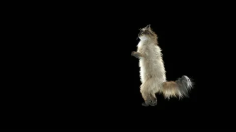 Cat Dance,With Alpha matte. Stockbeeldmateriaal 142280957