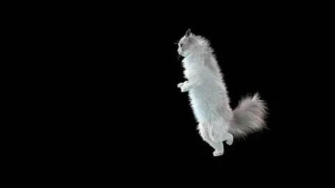Cat Dance,With Alpha matte. Stock Footage 142393047