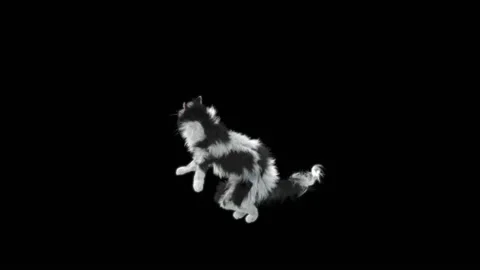 Cat Dance,With Alpha matte. 库存影片 145941167