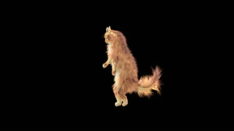 Cat Dance,With Alpha matte. Vídeo Stock 146471674