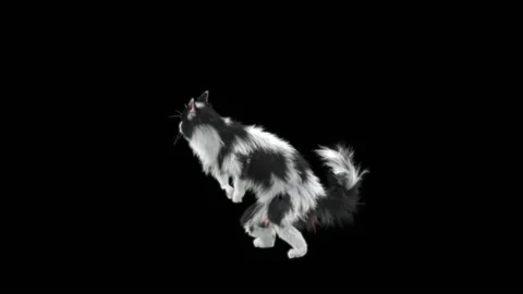 Cat Dance,With Alpha matte. Stock Footage 146739504