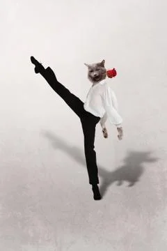 Cat dances  tango with a red  flower on  grey background Stock Illustration