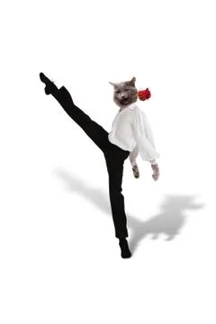Cat dances  tango with a red  flower on  white background Stock Illustration