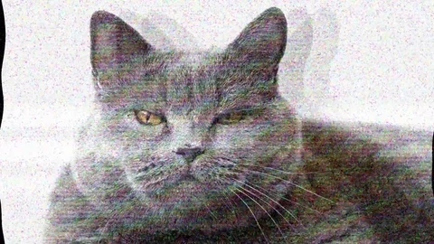 Cat dances tv bad Stock Footage 75397071