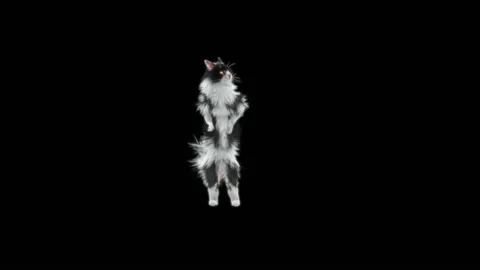 Cat Dancing, with Alpha matte. Stock Footage 145341965