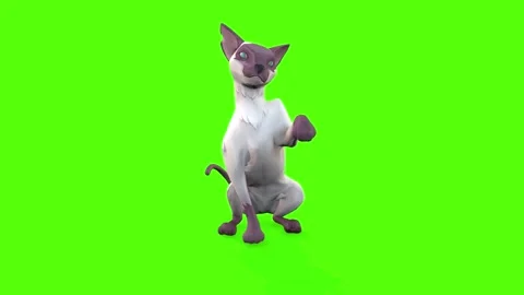 Sad cat dance Green Screen - Free MP4 Download