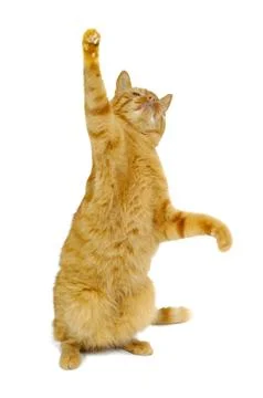 Cat dancing 库存照片