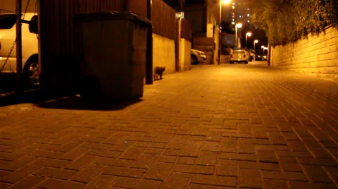 Cat in dark ally Vídeos de archivo 29644531