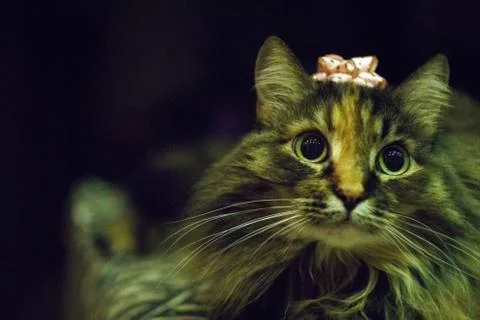 Cat on a dark background with big eyes and a flower on the head Stock Photos