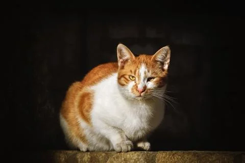 Cat on the Dark Background Stock Photos
