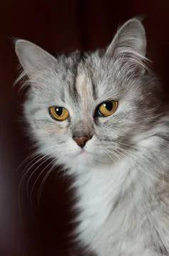 Cat on dark background Stock Photos