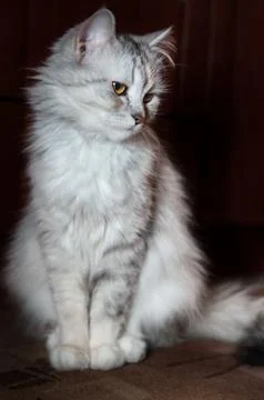 Cat on dark background Stock Photos