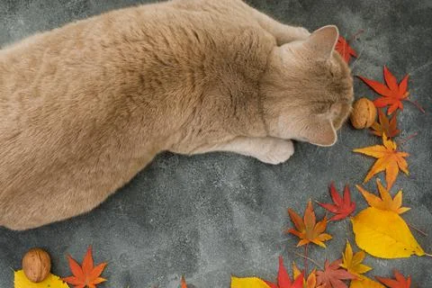 Cat on dark background. Scottish cat with autumnal fall leaves Stock Photos